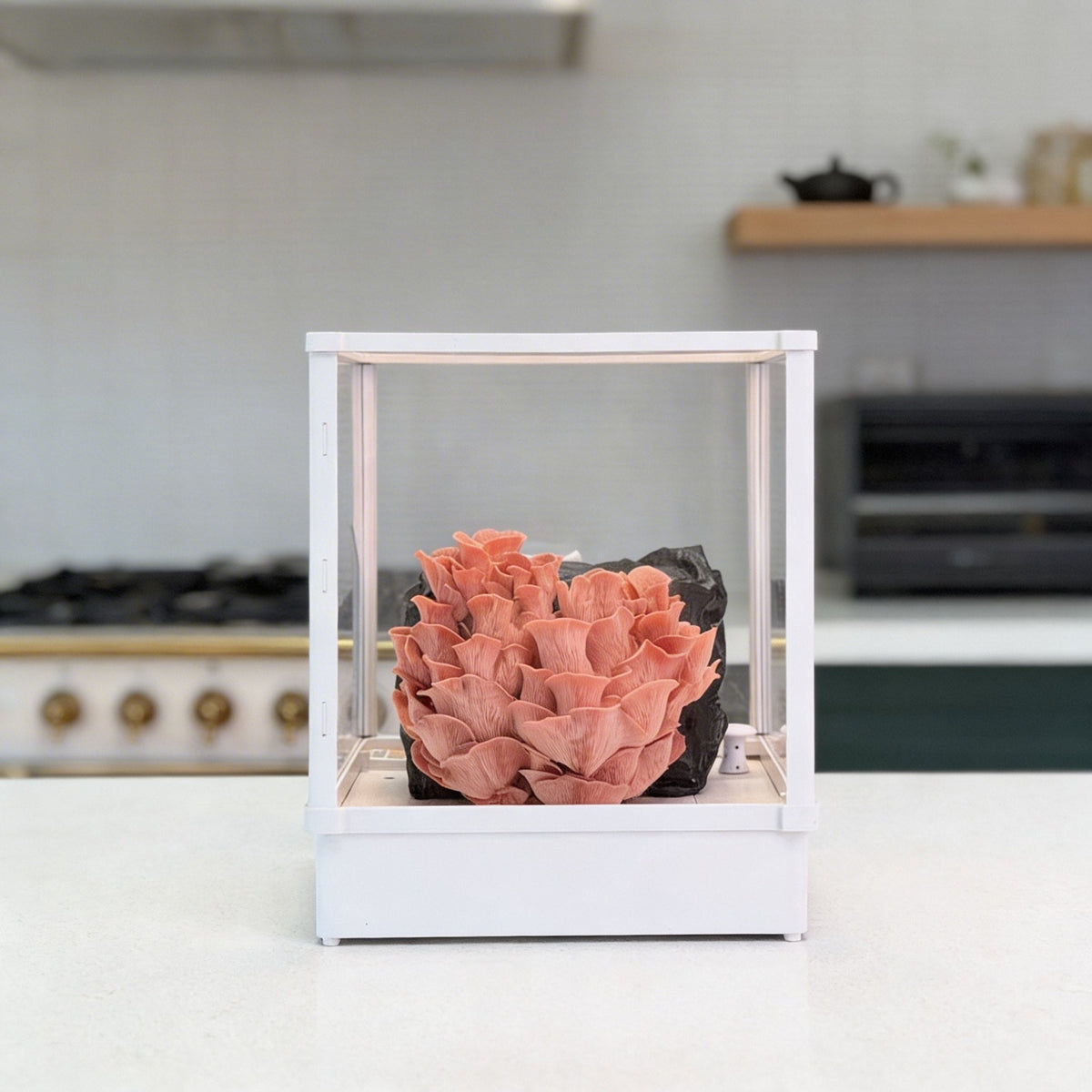 Pink Oyster (Pleurotus djamor) fresh cluster growing inside a Lykyn Smart Mushroom Grow Box on a bone-white kitchen counter