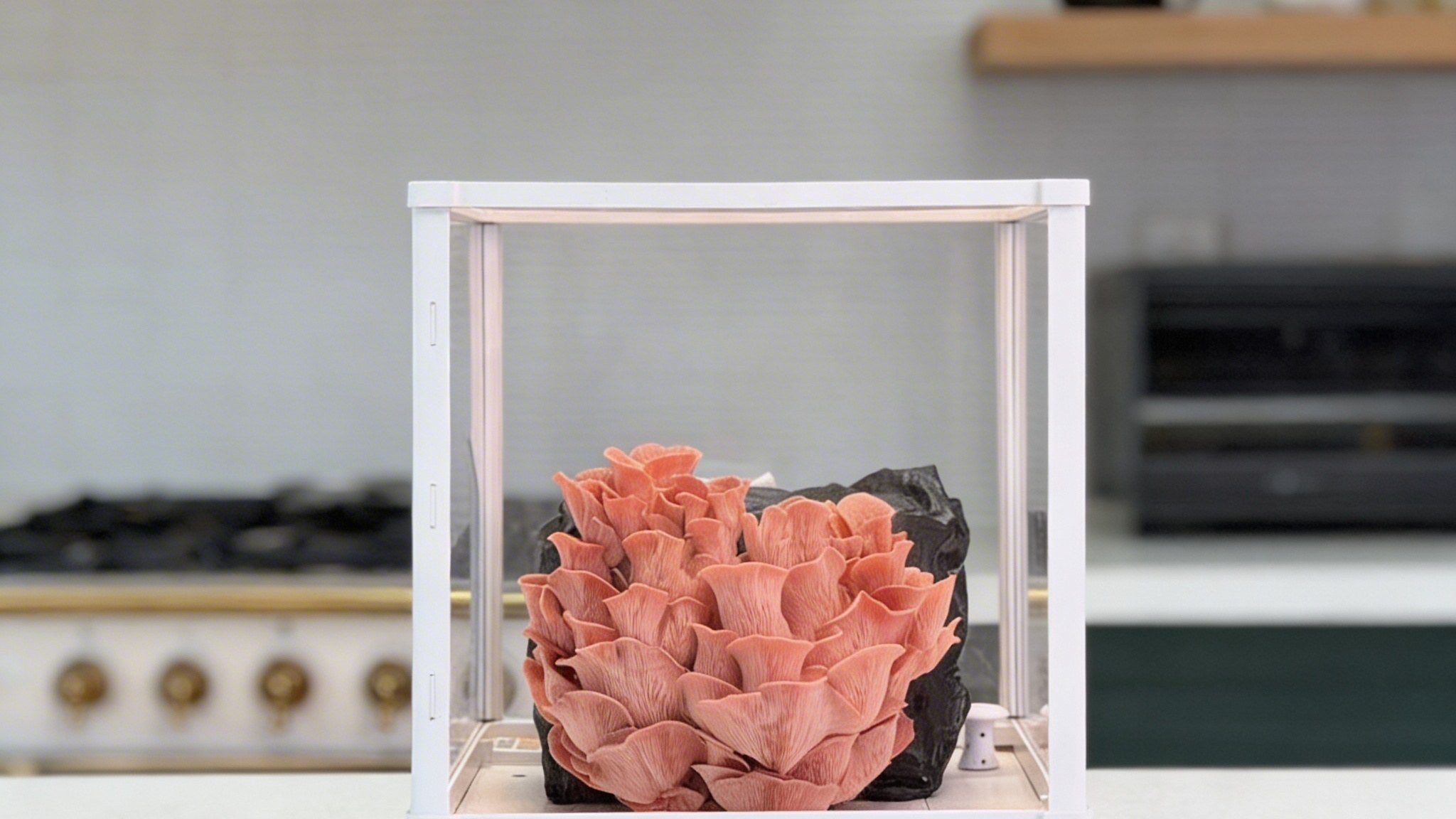 Real white Lykyn smart chamber on a kitchen counter with pink oyster mushrooms inside