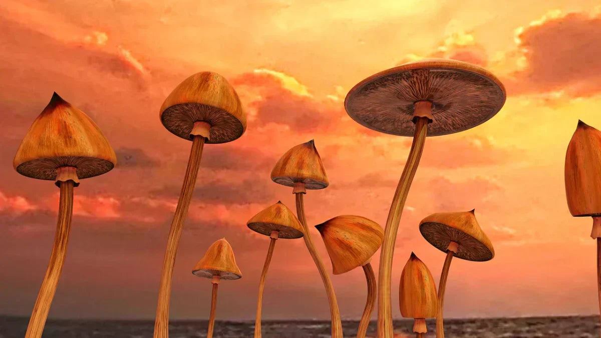 Grow Kits for Psychedelic Mushrooms