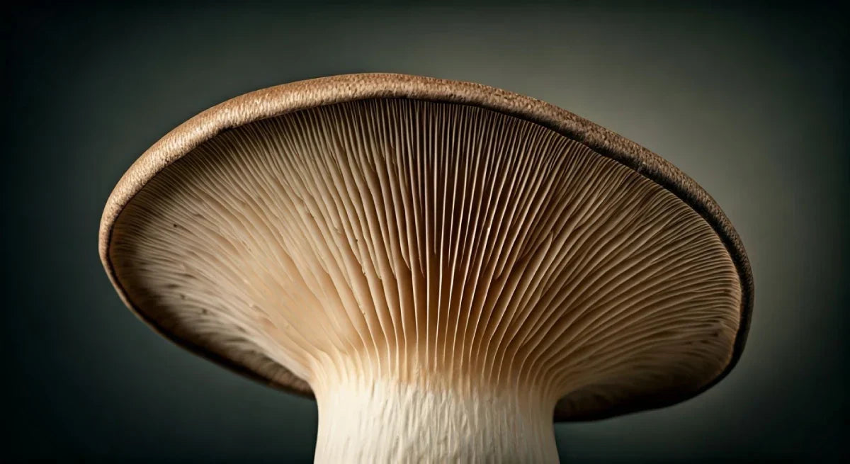 King Oyster Mushroom