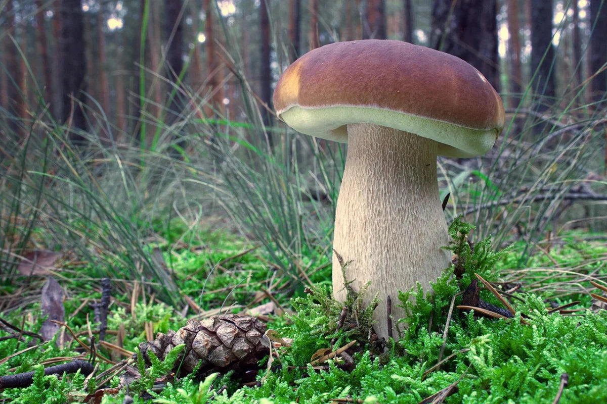 Porcini Boletus: Complete Guide to the King of Wild Mushrooms