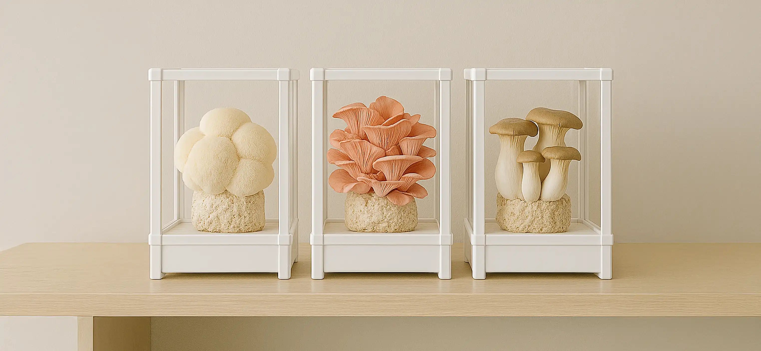 Three Lykyn Smart Mushroom Grow Boxes in Bone White lined up on a kitchen counter showing the mushroom growing timeline