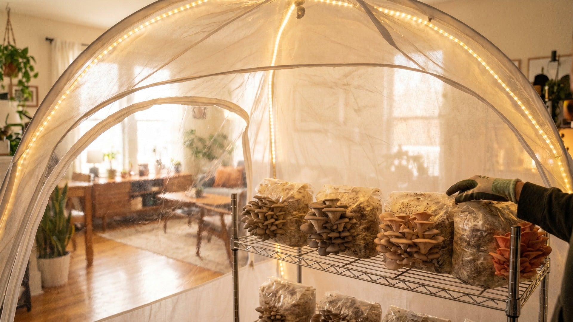 benefits of using a mushroom fruiting tent