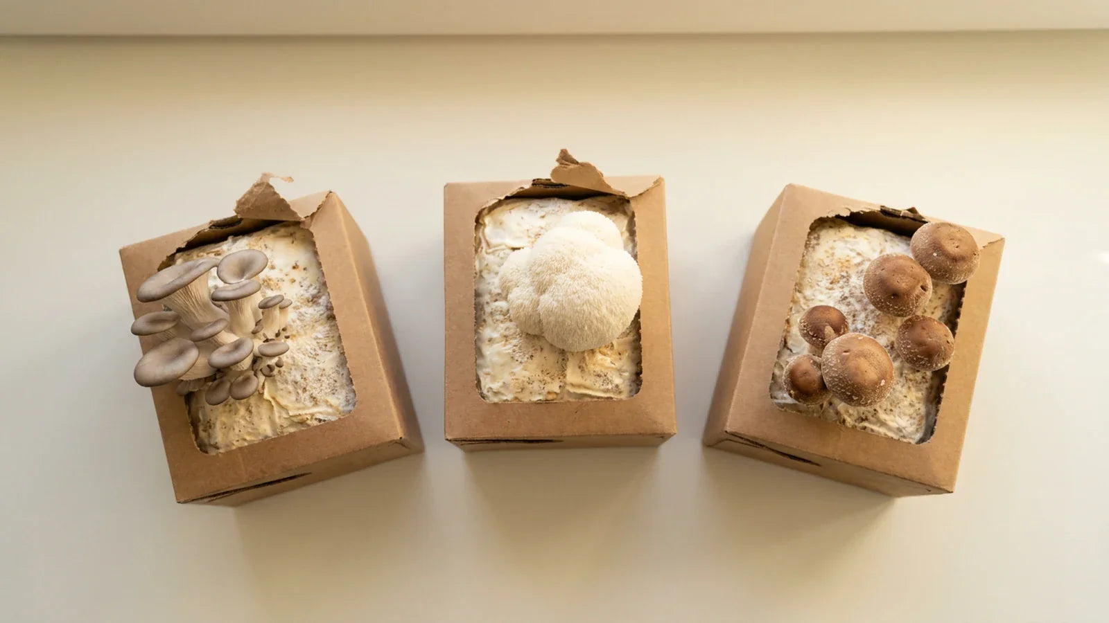 Home mushroom grow kits arranged on a counter for comparison
