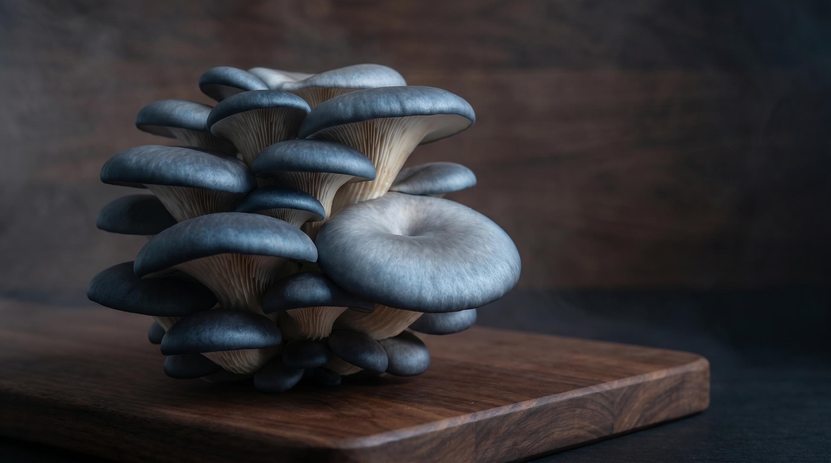 Cluster of fresh blue oyster mushrooms with deep slate-blue fan-shaped caps on a dark walnut surface, cool side-light highlighting the cold-temperature pigment
