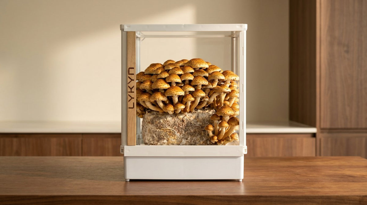 Chestnut Mushroom (Pholiota adiposa) mature cluster inside a Lykyn Smart Mushroom Grow Box on a home kitchen counter