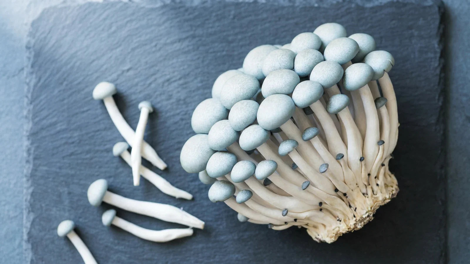 Fresh clam mushrooms growing in dense clusters showing characteristic pale blue-