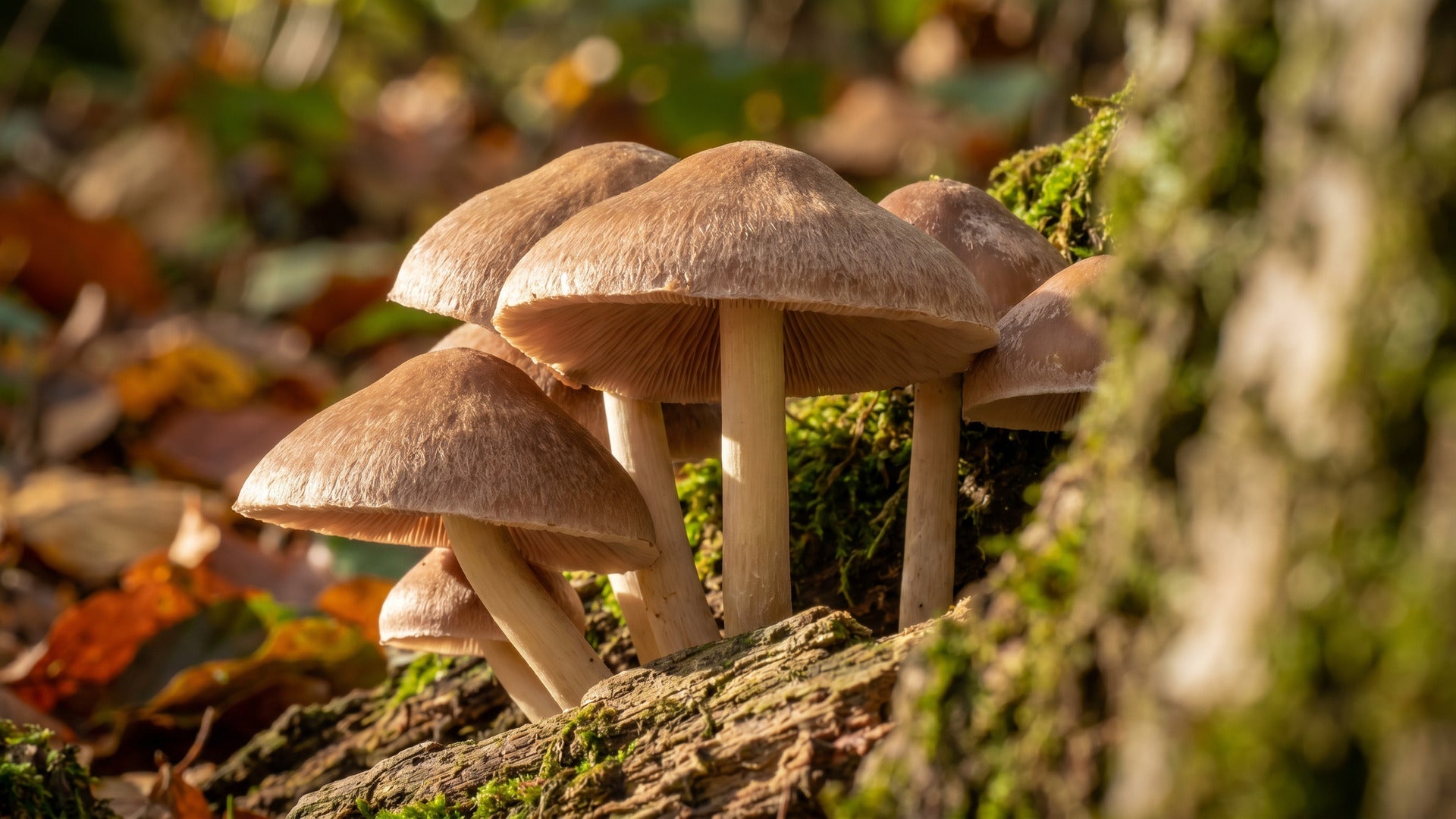 deer mushroom