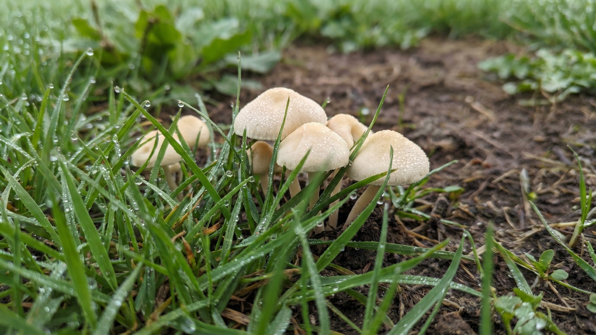 grass with mushrooms