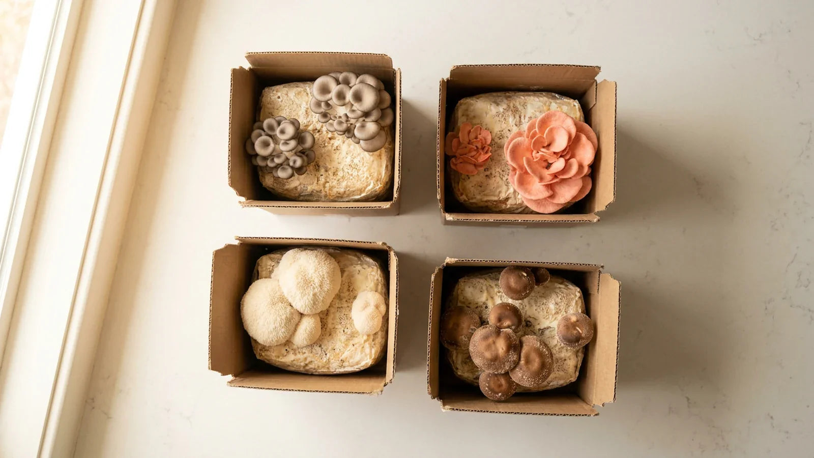 Grow Your Own Mushrooms