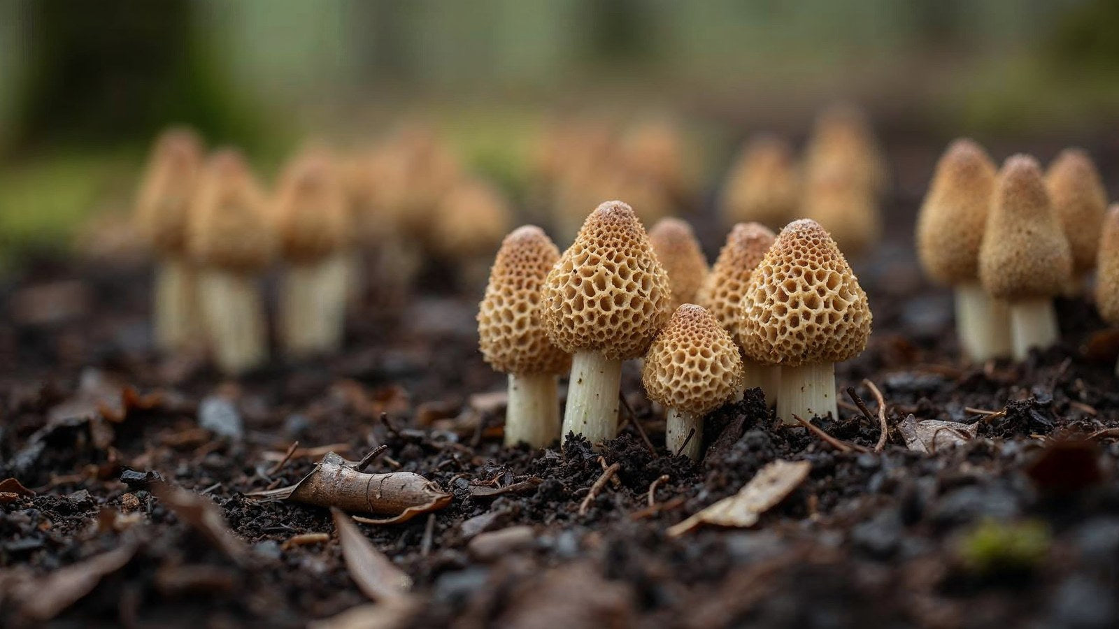 How to Grow Morel Mushrooms