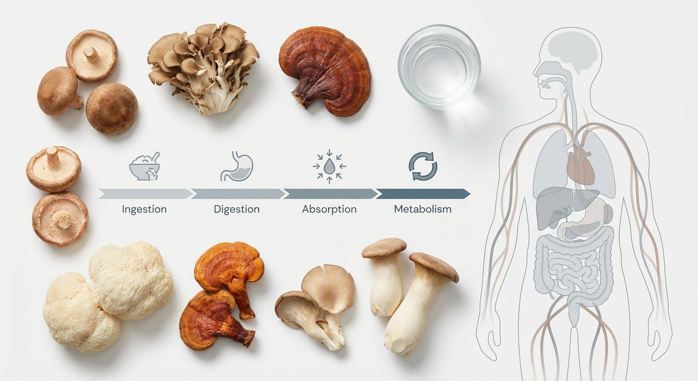 Educational flat-lay showing various mushroom varieties alongside a metabolic timeline graphic and water glass, representing how long mushrooms stay in your system