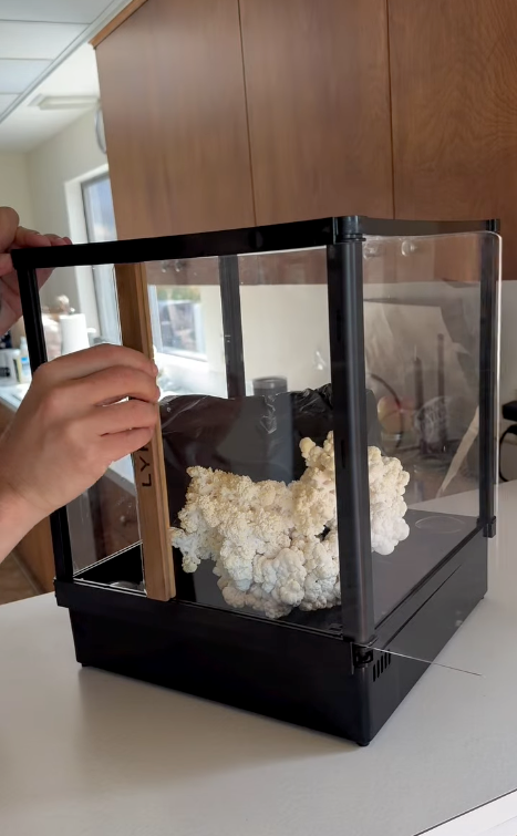 Lion's Mane (Hericium erinaceus) cascading spines inside a Lykyn Smart Grow Box: the headline gift for mushroom hunters in 2026.