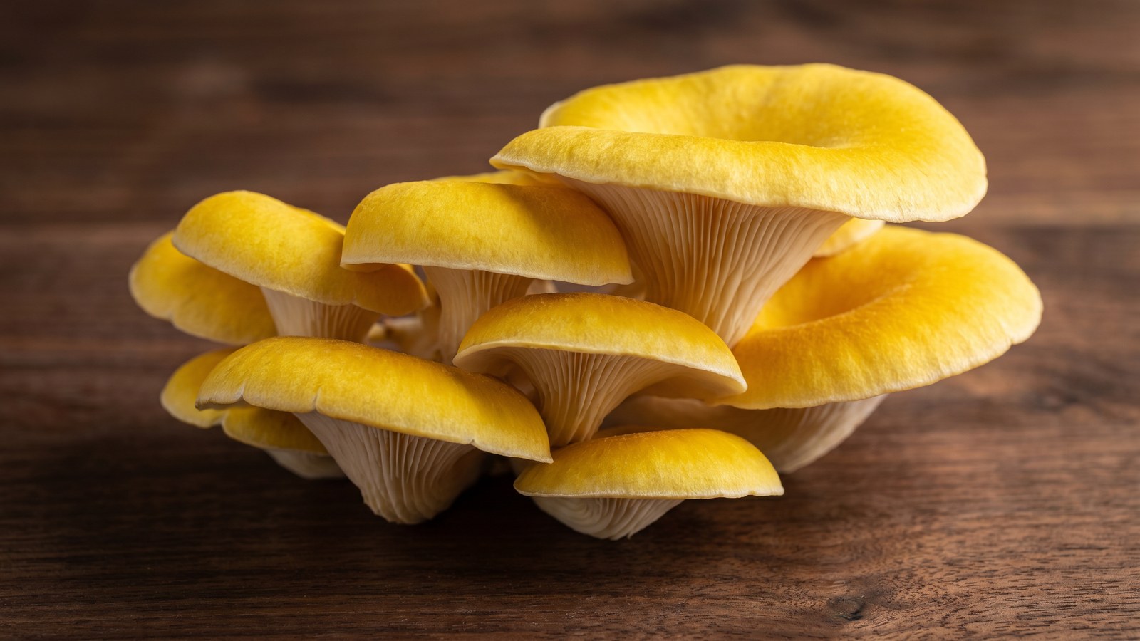 Bright yellow oyster mushroom cluster on a dark wood surface showing characteristic fan-shape and gills