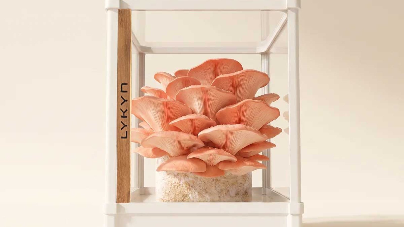 Best Gifts for Mushroom Lovers 2026