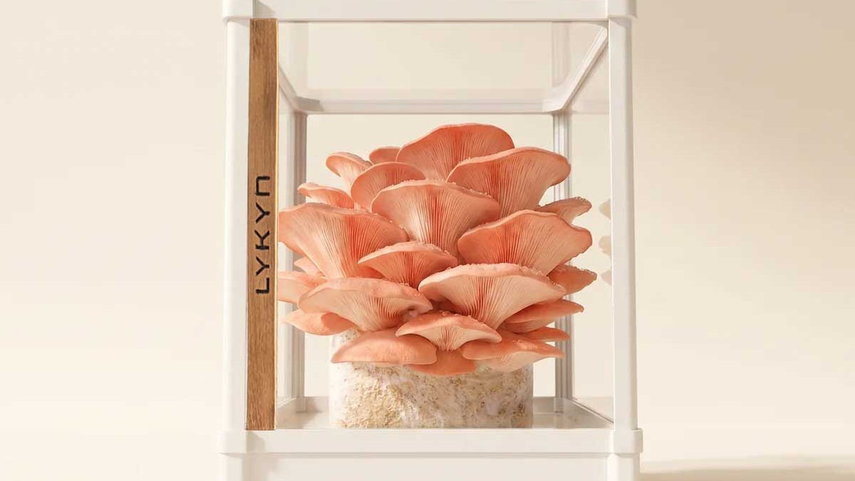 Cinnamon Cap (Hypholoma sublateritium) inside a white Lykyn Smart Mushroom Grow Box, marketing banner