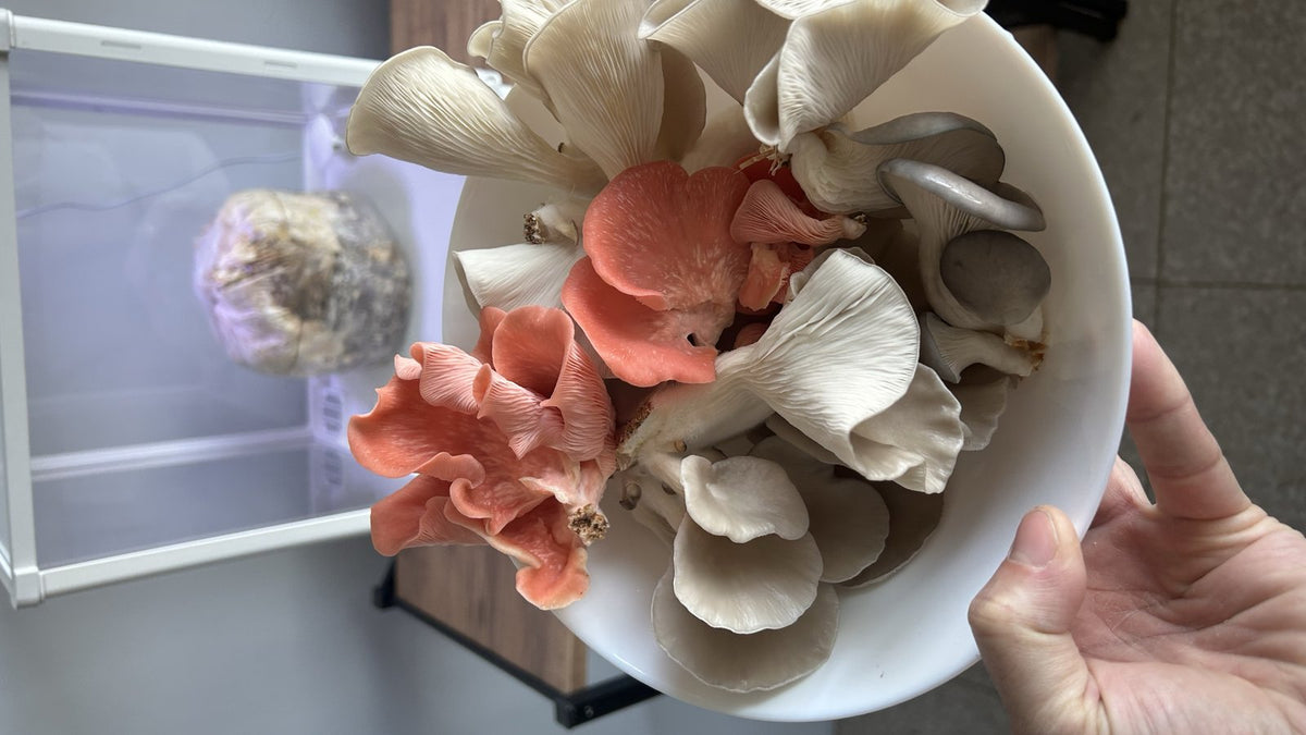 Pink and Gray Oyster (Pleurotus djamor and Pleurotus ostreatus) harvest plate from a Lykyn Grow Box (banner)