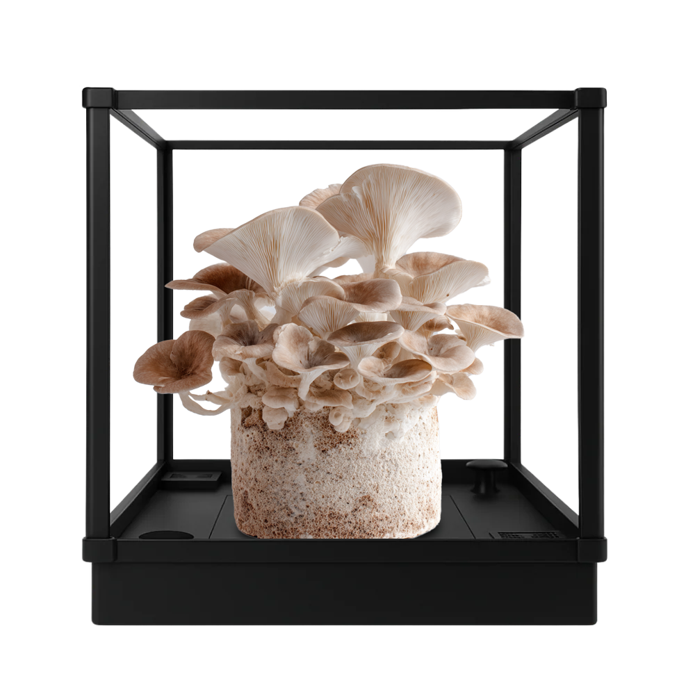 Home mushroom grow kit with healthy fruiting bodies emerging from the substrate
