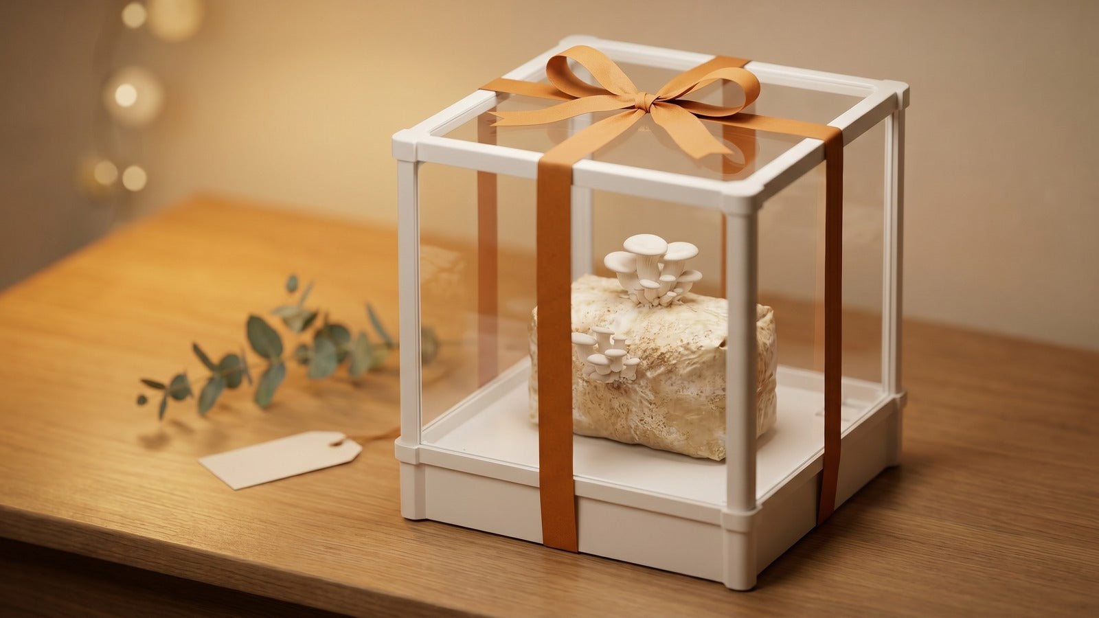 Lykyn Bone White mushroom grow chamber wrapped with orange gift ribbon on wooden surface, photographed as premium mushroom-growing gift set
