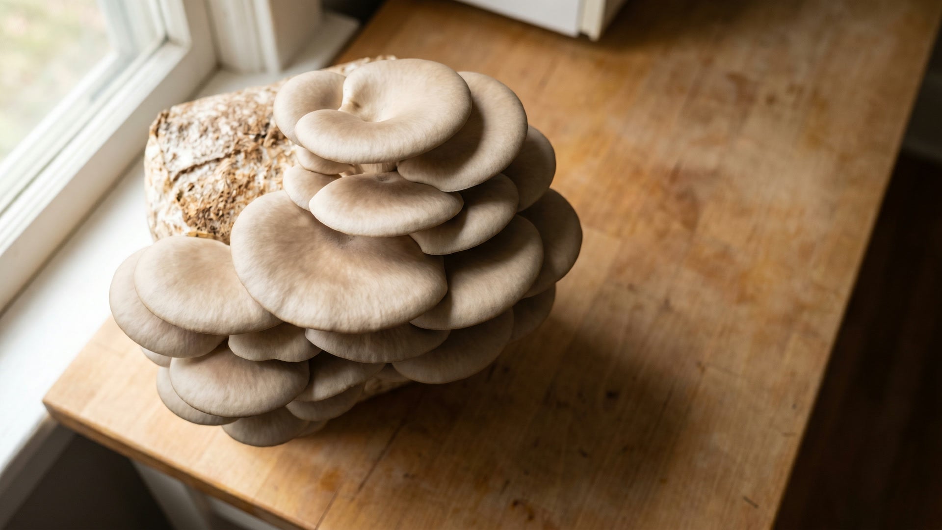 oyster mushroom yield guide