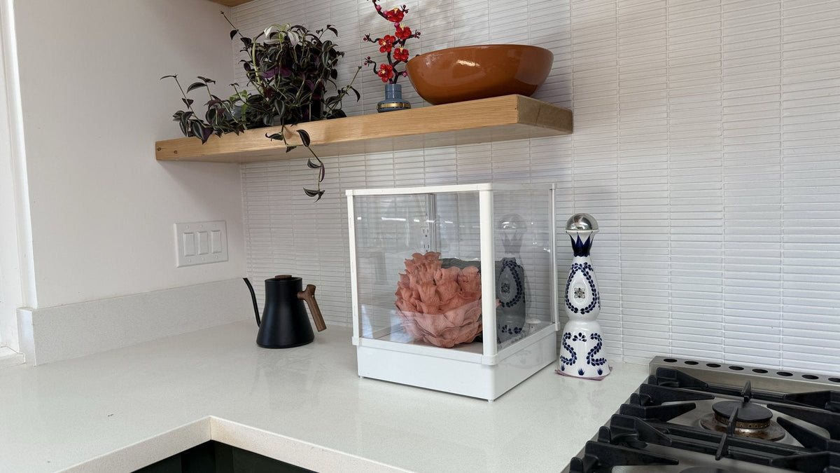 Pink Oyster (Pleurotus djamor) inside a Lykyn Smart Mushroom Grow Box on a home kitchen shelf (banner)