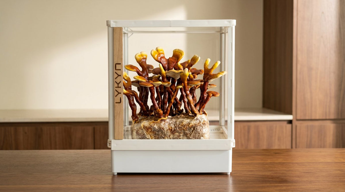 Reishi (Ganoderma lucidum) antler stage inside a Lykyn Smart Mushroom Grow Box on a home kitchen counter