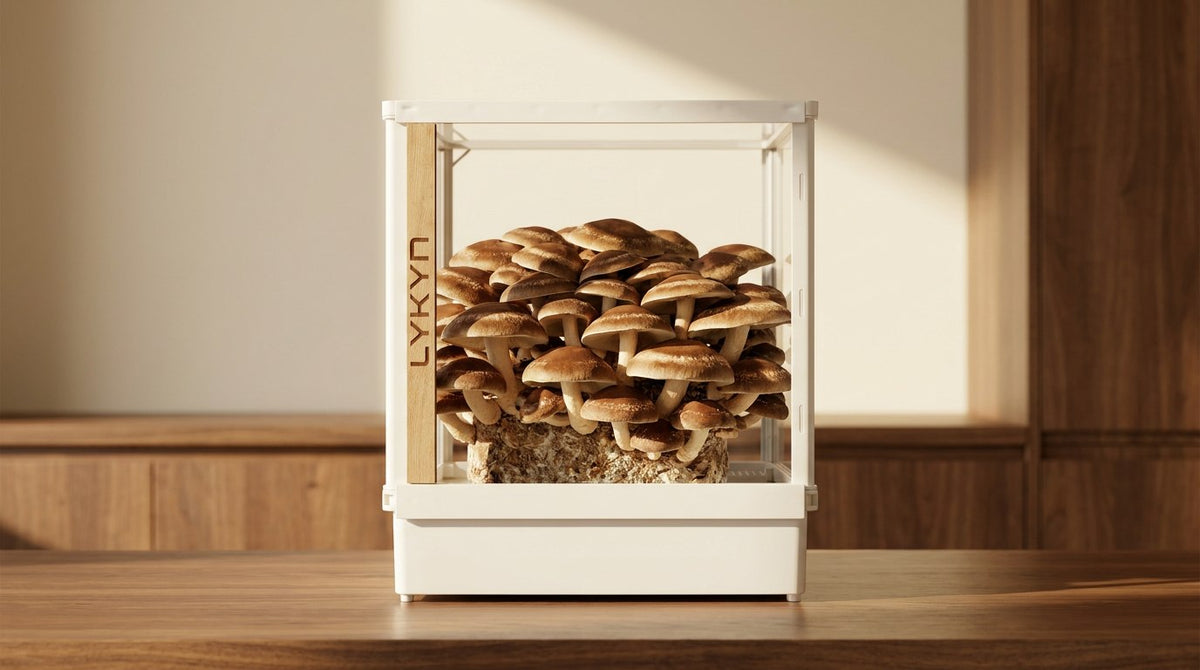 Shiitake (Lentinula edodes) cluster fruiting inside a Lykyn Smart Mushroom Grow Box on a home kitchen counter