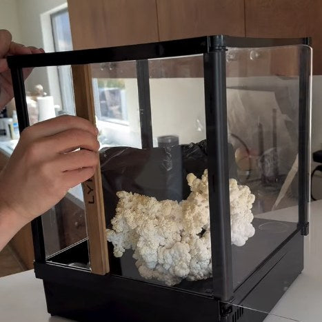 Shaggy white Lion Mane mushroom (Hericium erinaceus) fruiting inside a Lykyn Smart Mushroom Grow Box on a kitchen counter