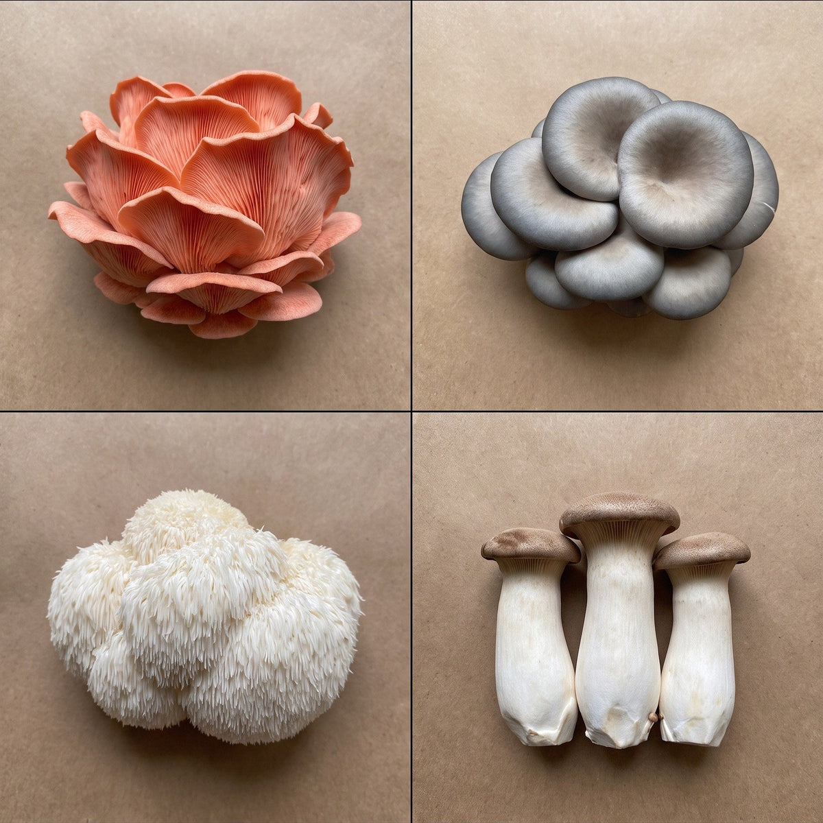 Four beginner-friendly mushroom varieties: pink oyster, blue oyster, lion mane, and king trumpet clusters on kraft paper