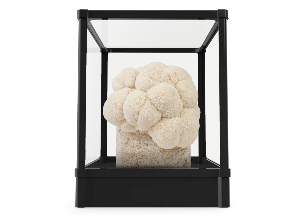 Lykyn Smart Mushroom Grow Box grow kits collection · automated humidity, airflow, and species lighting for pink oyster, lion's mane, shiitake, black oyster, cinnamon cap