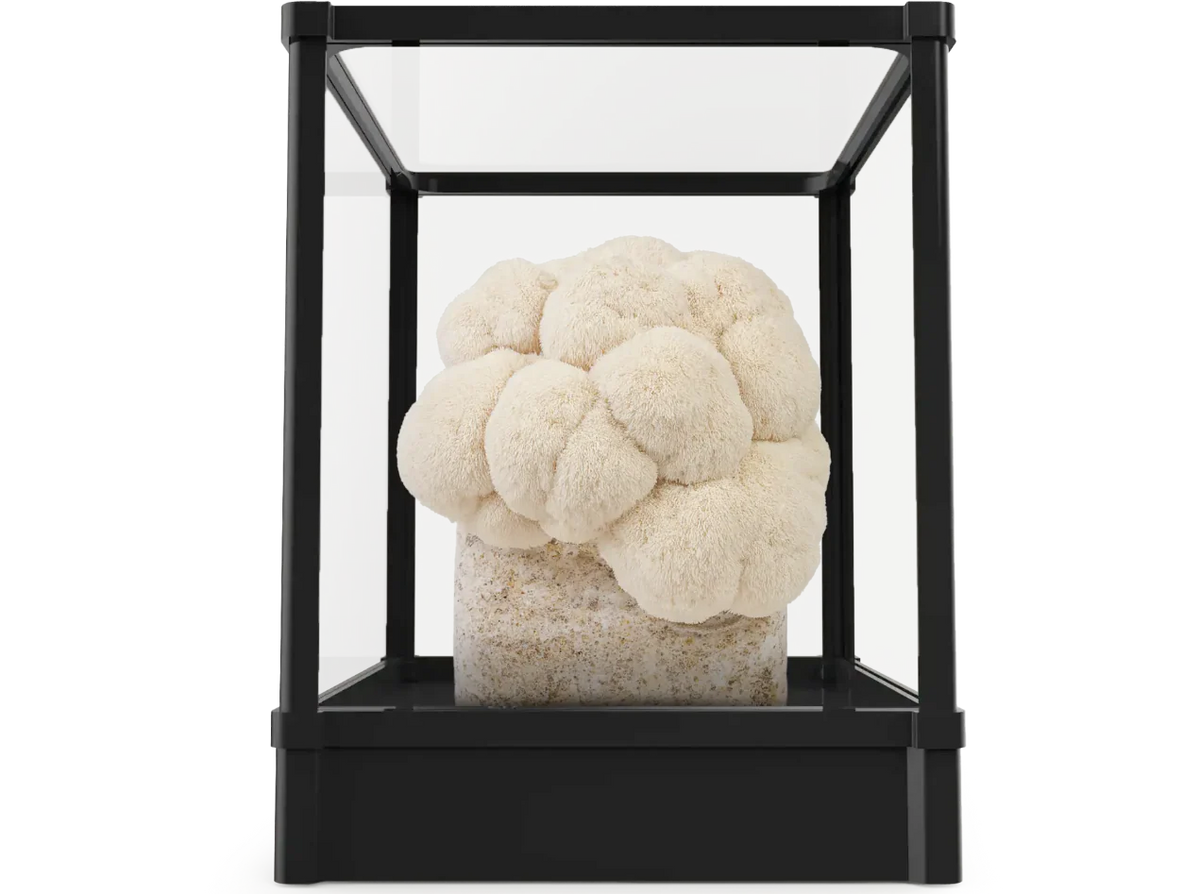 Lykyn Smart Mushroom Grow Box gift collection · home cultivation gifts for foodies, wellness enthusiasts, and beginner mycologists