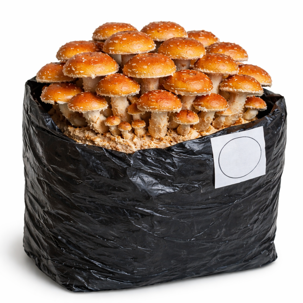 Cinnamon Cap Mushroom Fruiting Block - 5 lbs