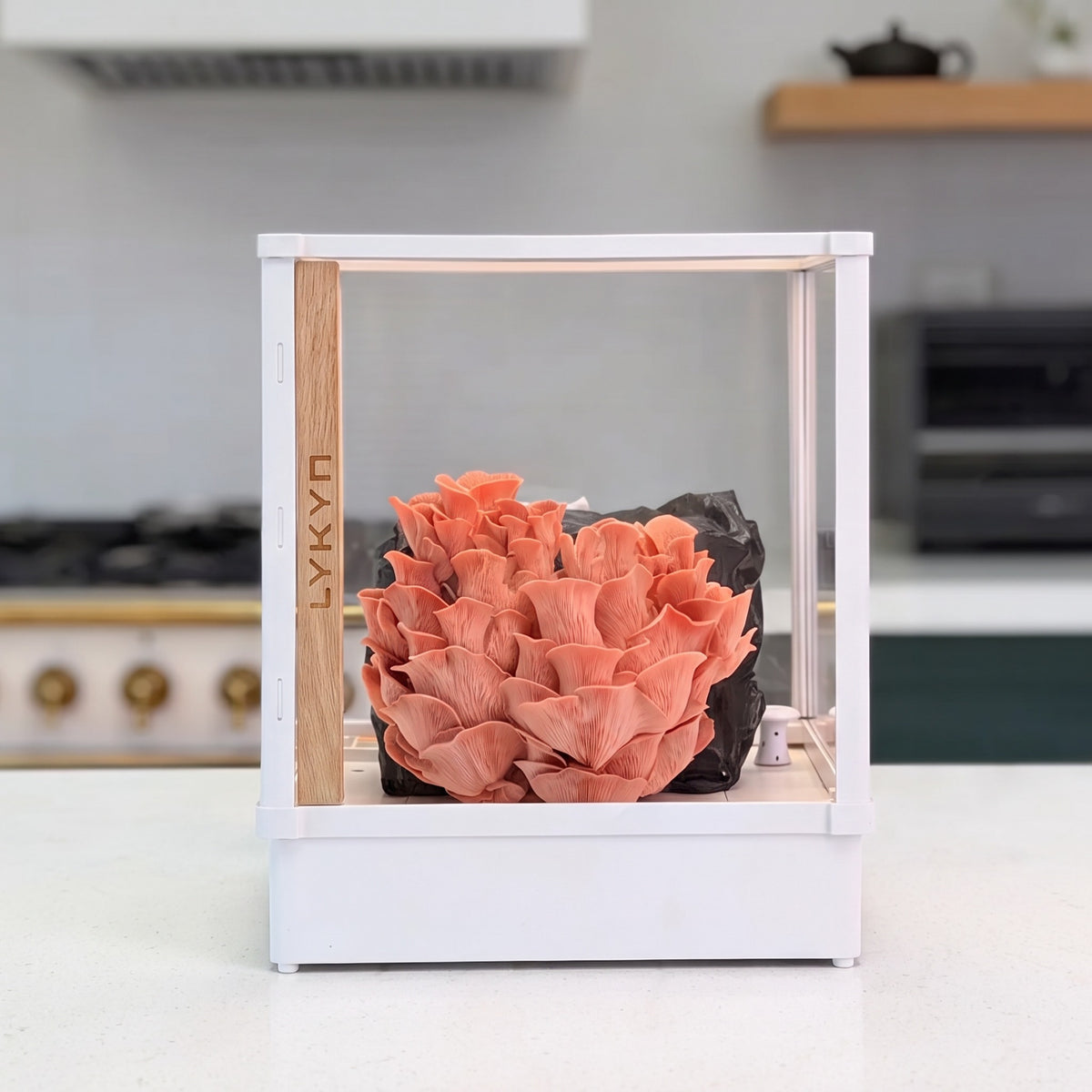 Pink Oyster (Pleurotus djamor) fully fruiting inside a Lykyn Smart Mushroom Grow Box on a kitchen counter.