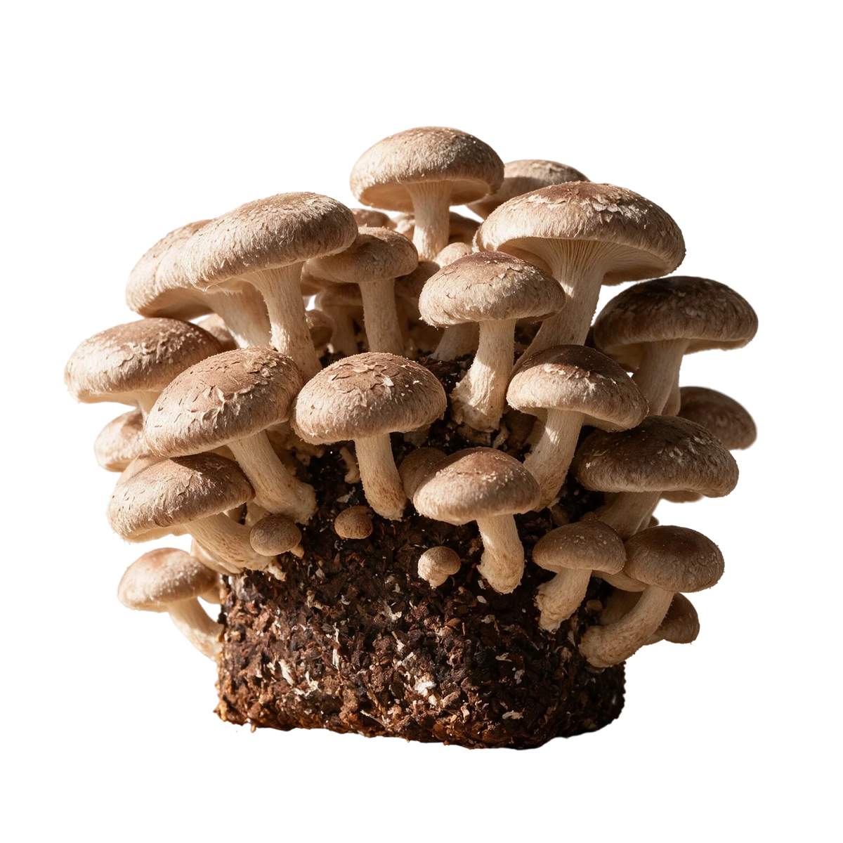 Shiitake (Lentinula edodes) fruiting block, mature cluster of tan-to-chestnut caps with matte cracked surfaces growing from a Lykyn 5 lb pre-colonized hardwood sawdust substrate, editorial product shot on transparent background