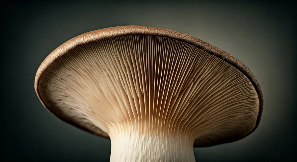 King Oyster Mushroom