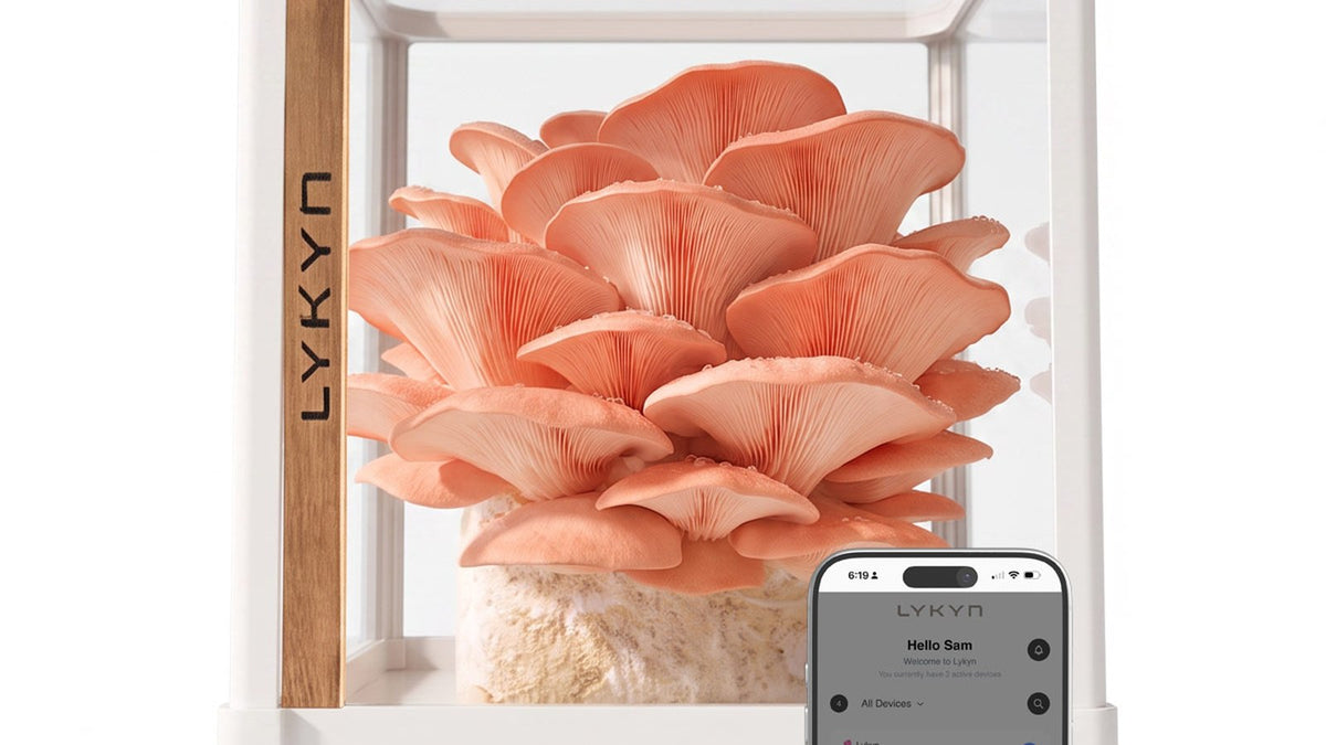 Lykyn Smart Mushroom Grow Box, complete apartment cultivation setup for gourmet mushrooms in Bone White and Obsidian Black finishes, quiet automated humidity