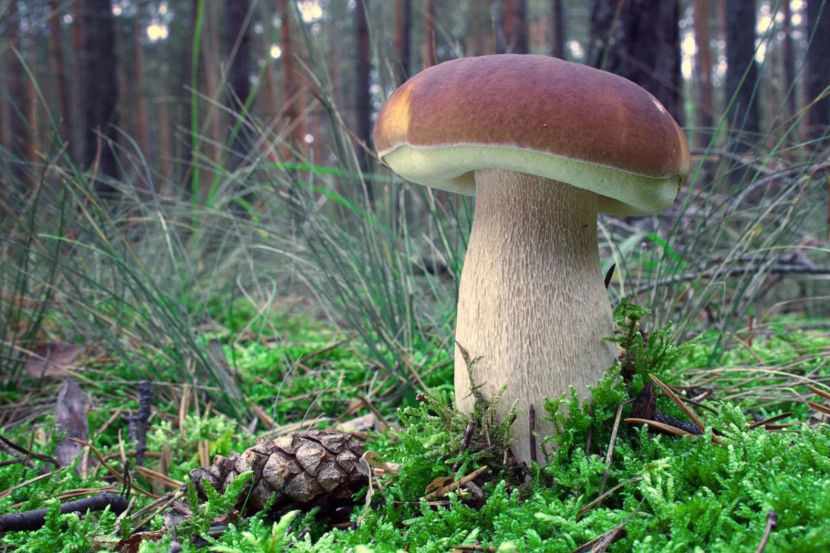 Porcini Boletus: Complete Guide to the King of Wild Mushrooms