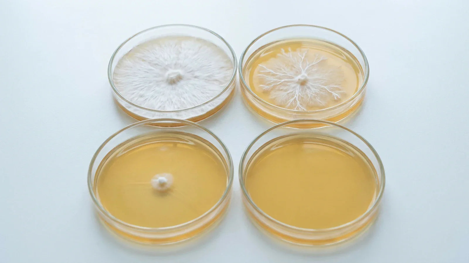 Agar Plates for Mycology: Your Complete Beginner's Guide to Growing Mushrooms at