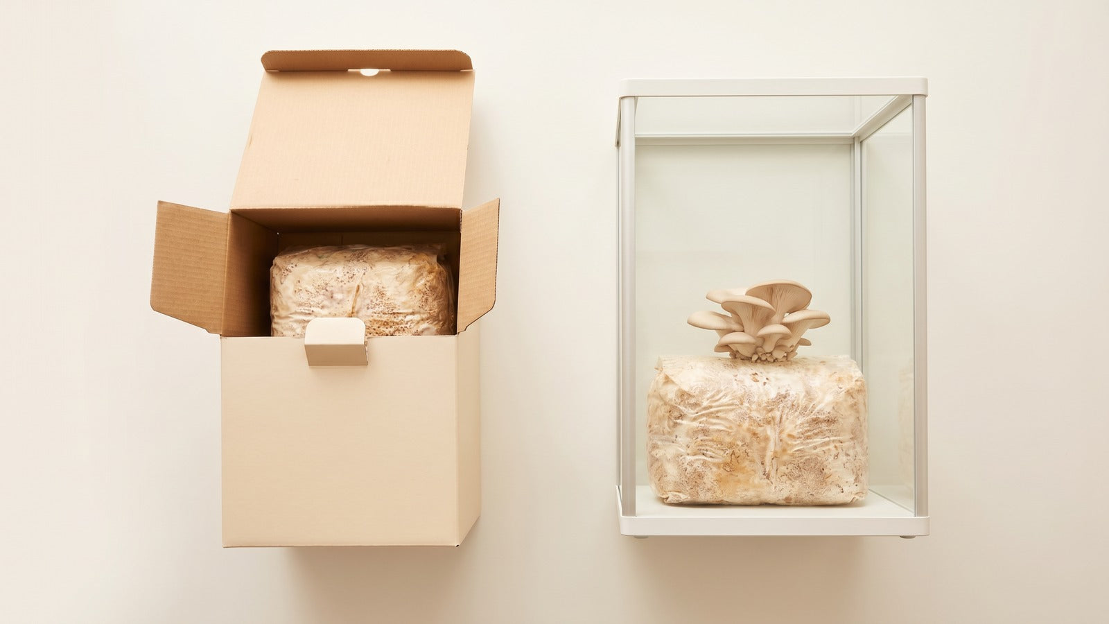 Two beginner mushroom growing kit options side by side: a simple cardboard box kit and a Lykyn Bone White smart chamber