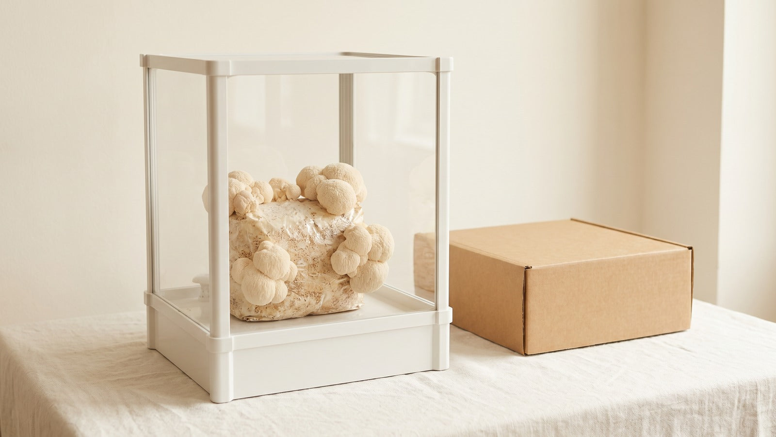Lykyn Bone White mushroom grow chamber with starter kit box on linen surface, photographed for beginner mushroom growing kit buyer's guide