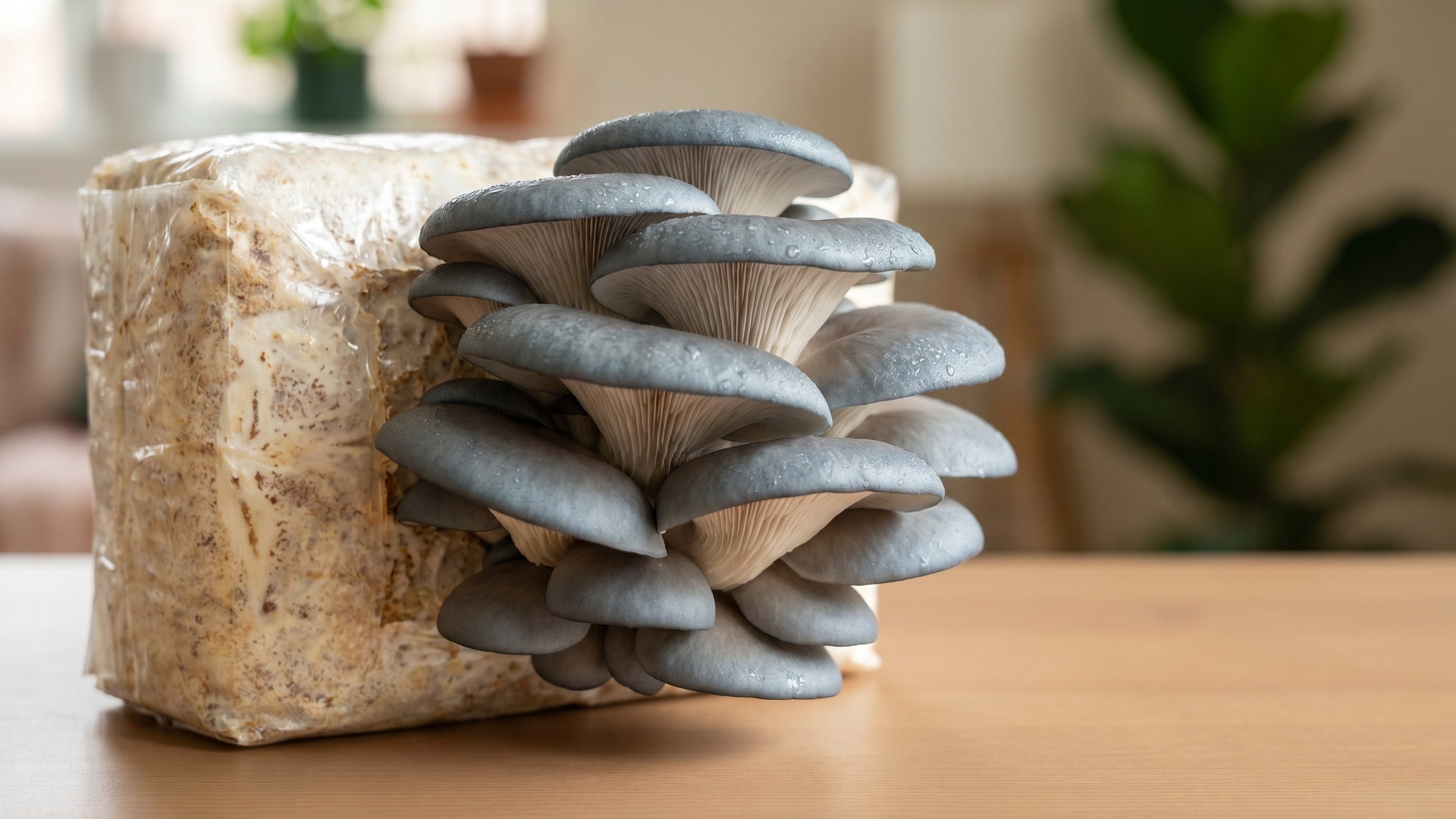 blue oyster mushroom growing guide
