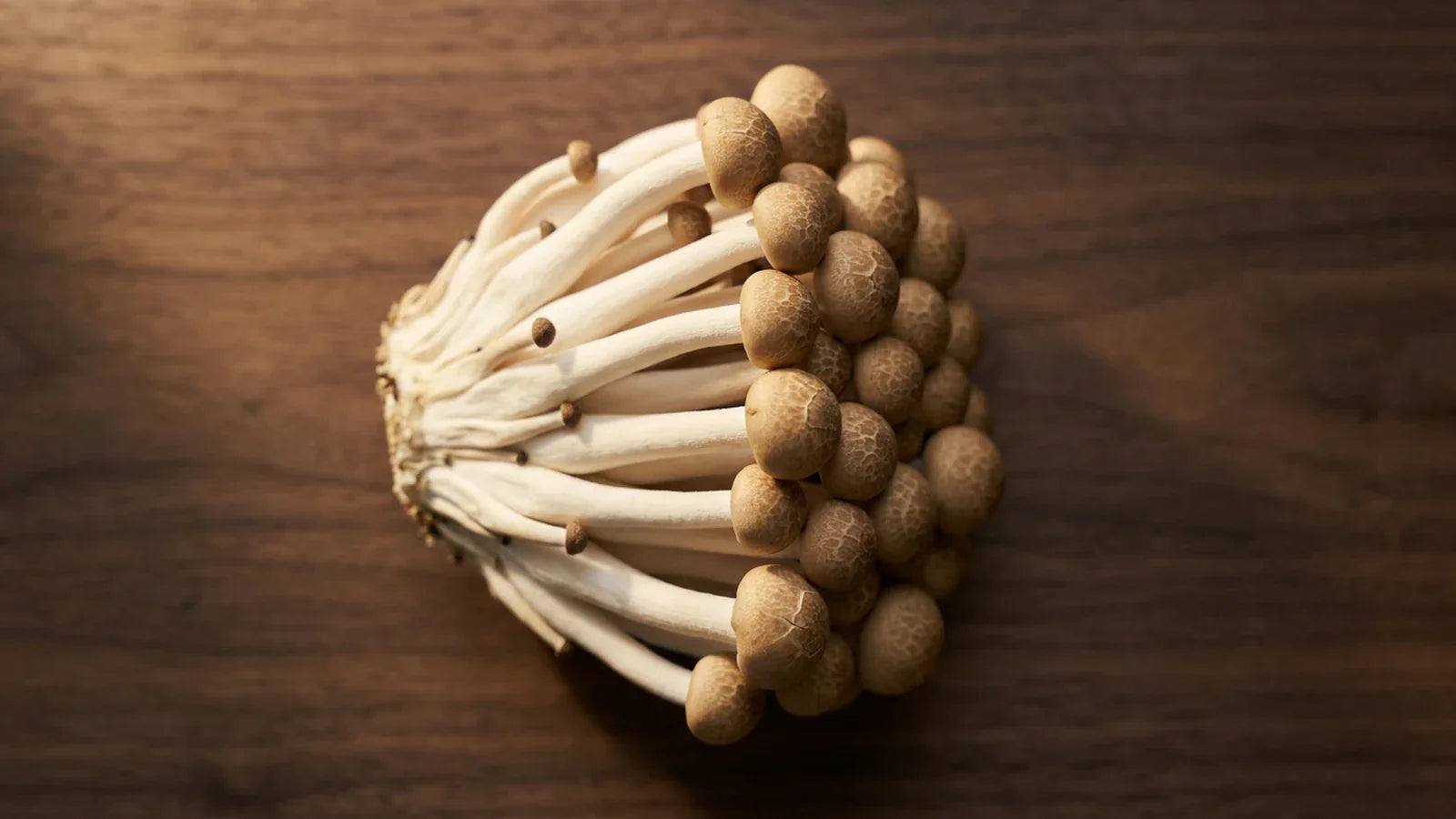 Brown Beech Mushrooms