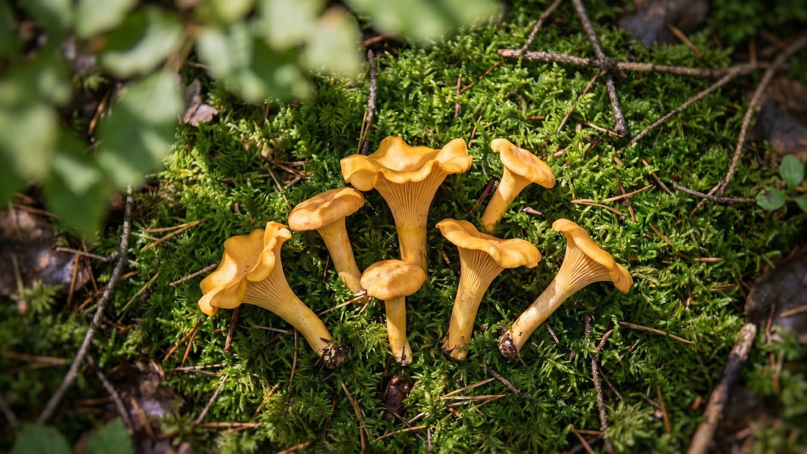 Five to seven fresh golden chanterelle mushrooms showing trumpet shape on a moss-covered surface