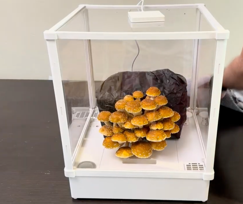 Cinnamon Cap Mushroom: Complete Home Growing Guide