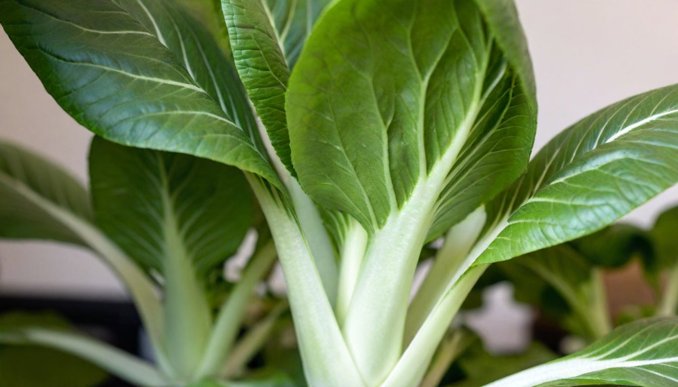 How to Grow Baby Bok Choy: Your Complete Guide to Fresh Asian Greens