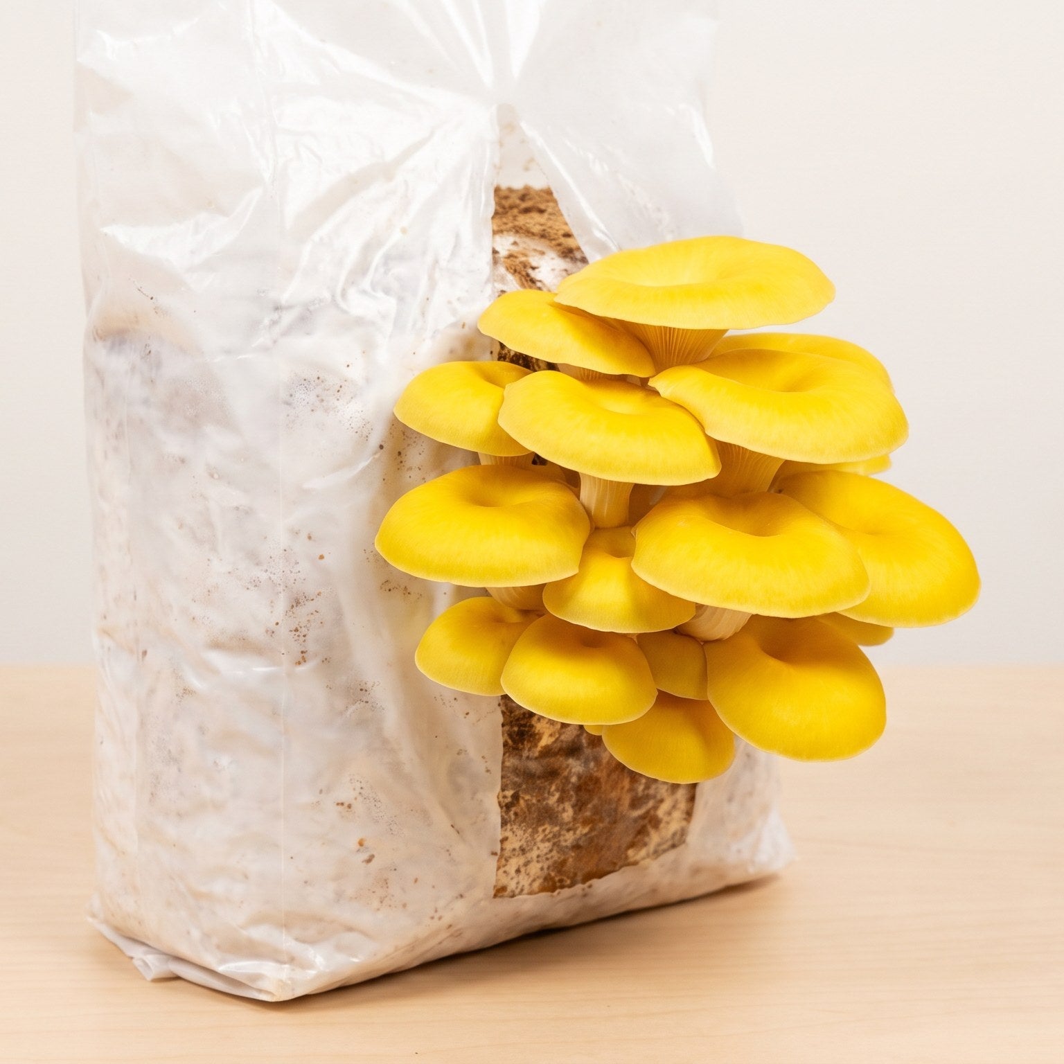 Bright yellow golden oyster mushroom cluster fruiting inside a Lykyn Bone White smart grow chamber on a kitchen counter