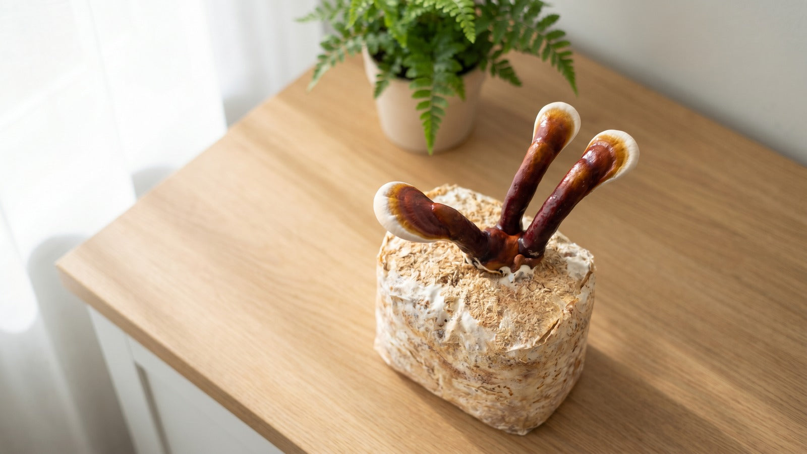 Reishi Mushroom Grow Kit: A Fun Home Project