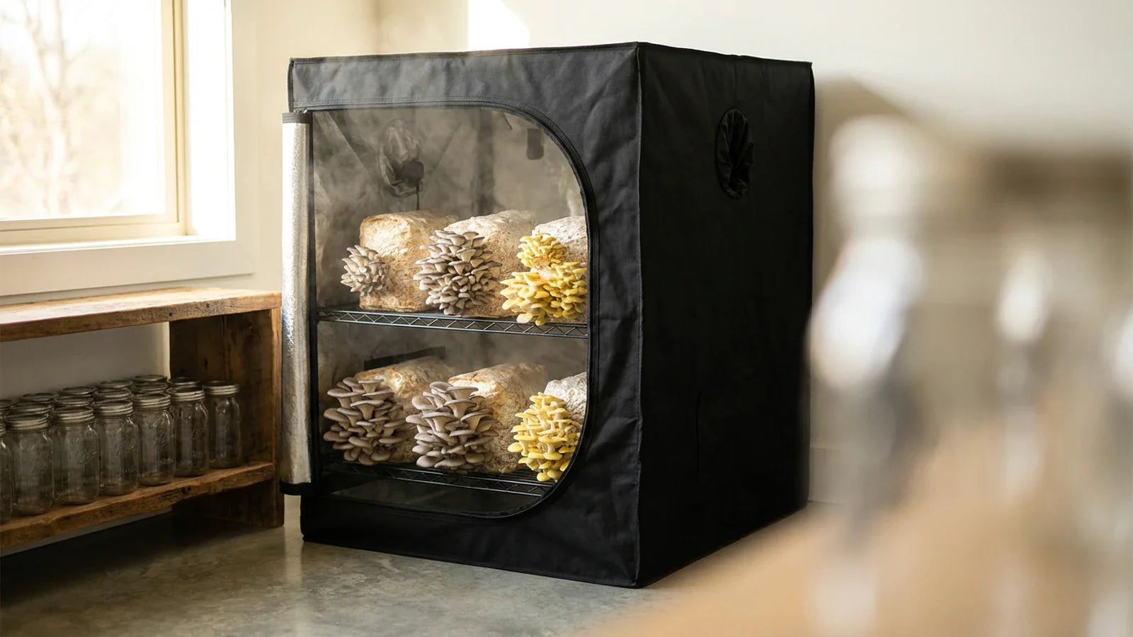 Mushroom grow tent setup with thriving mushrooms inside a home environment