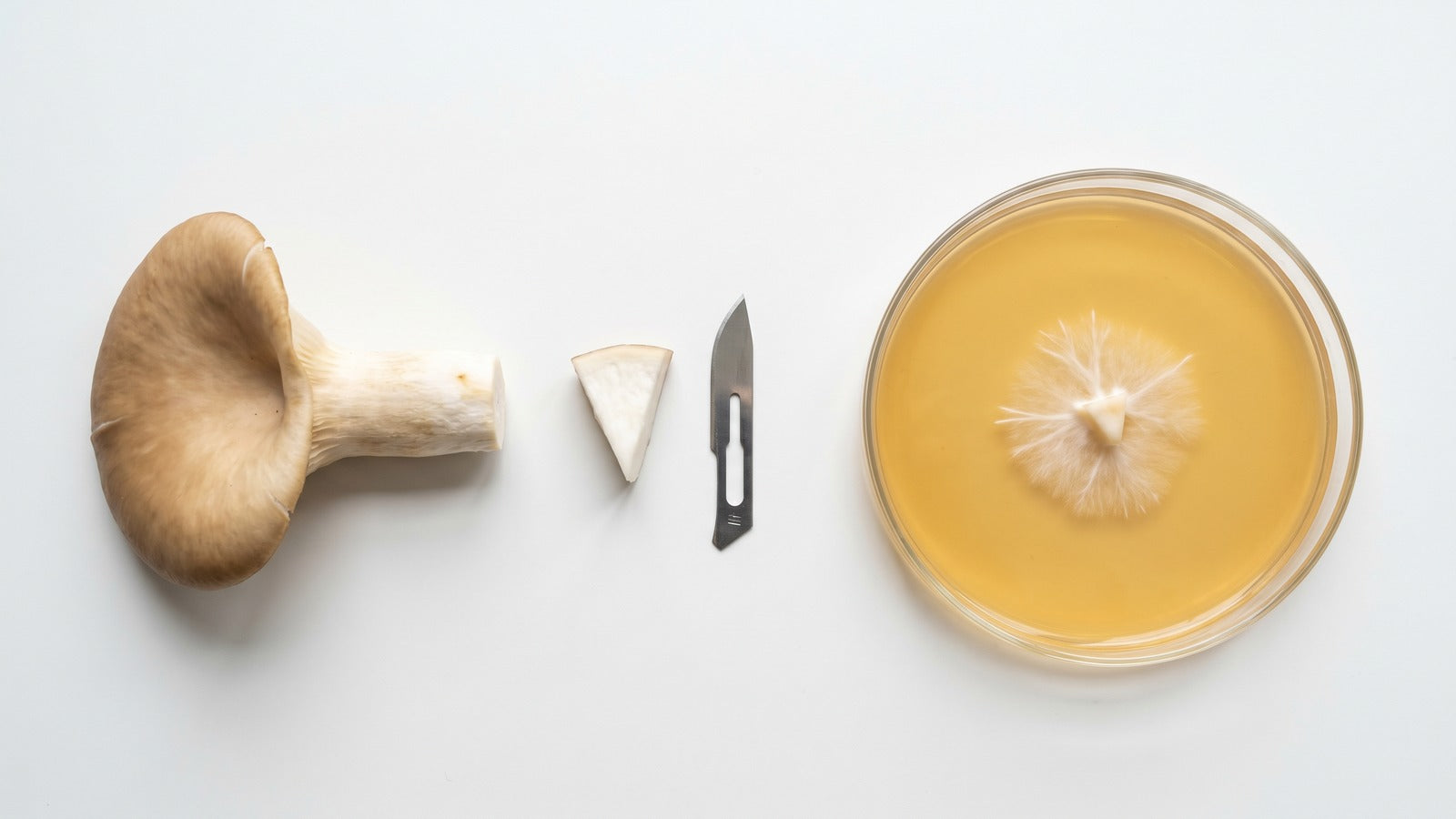 Mushroom cloning process flat-lay: a fresh mushroom, a stem wedge for cloning, and a sterilized agar plate starter