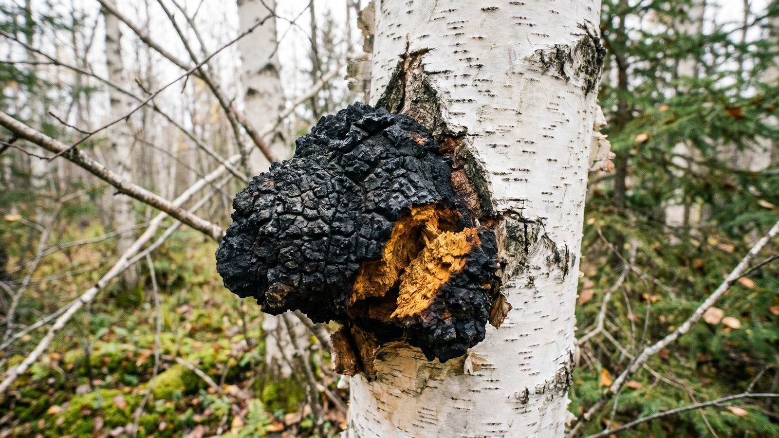 Chaga conk on a living birch trunk, the cracked black sclerotium with golden interior, evidence-based chaga mushroom benefits hero image